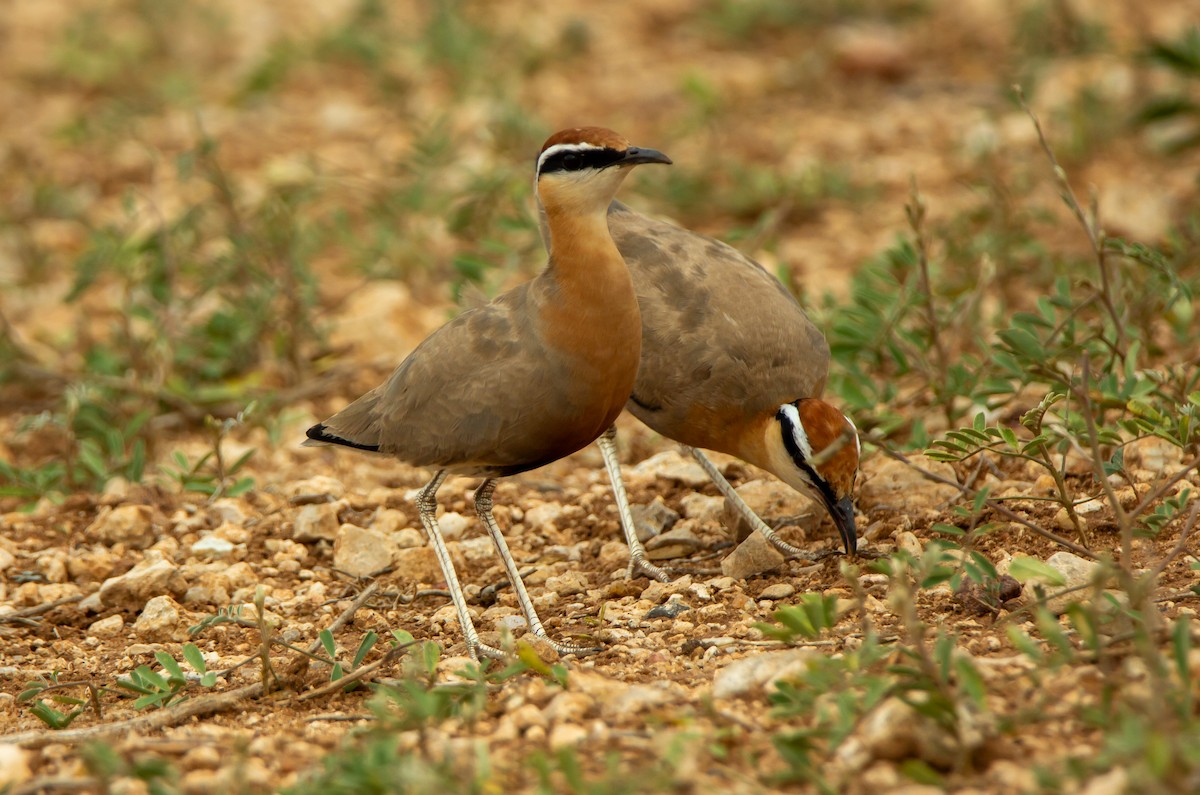 Kızıl Çölkoşarı - ML646340096