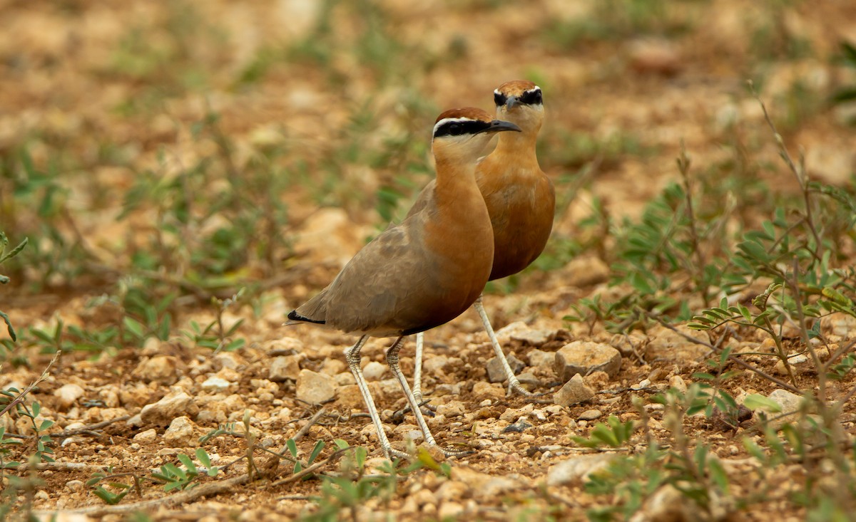 Indian Courser - ML646340097