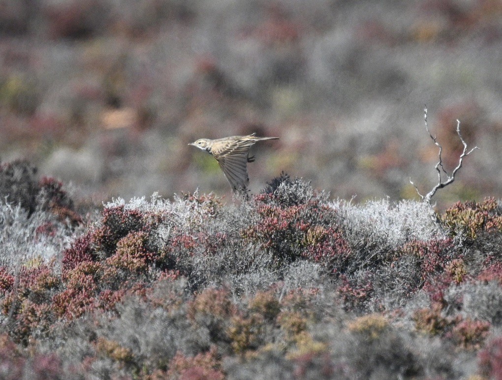 Australian Pipit - ML646340098