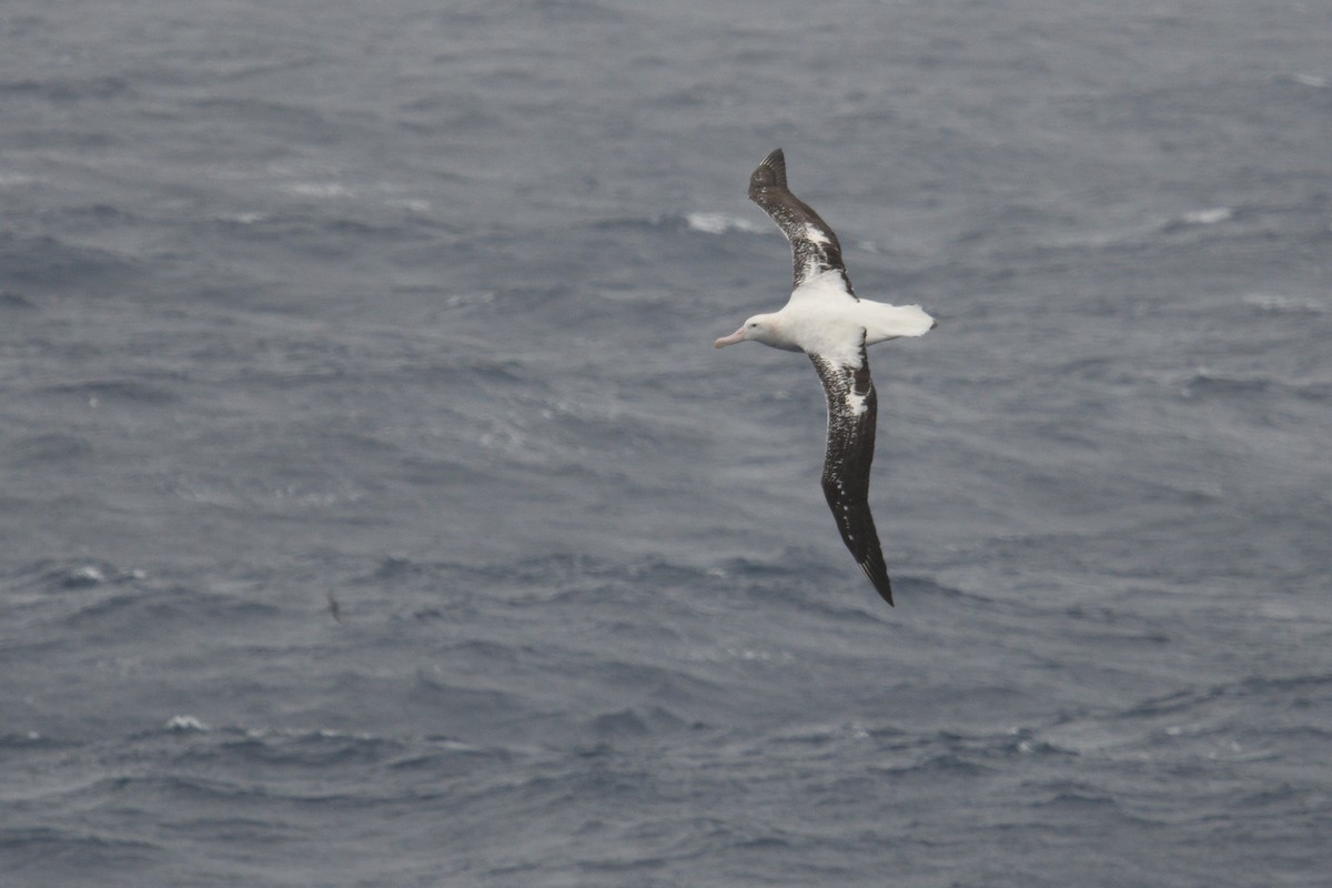 Snowy Albatross - ML646340100