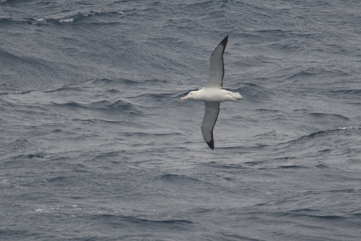 Snowy Albatross - ML646340101