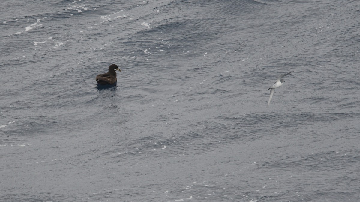 White-chinned Petrel - ML646340102