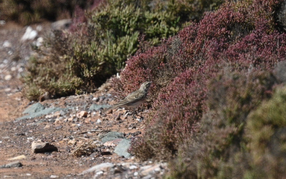Australian Pipit - ML646340103