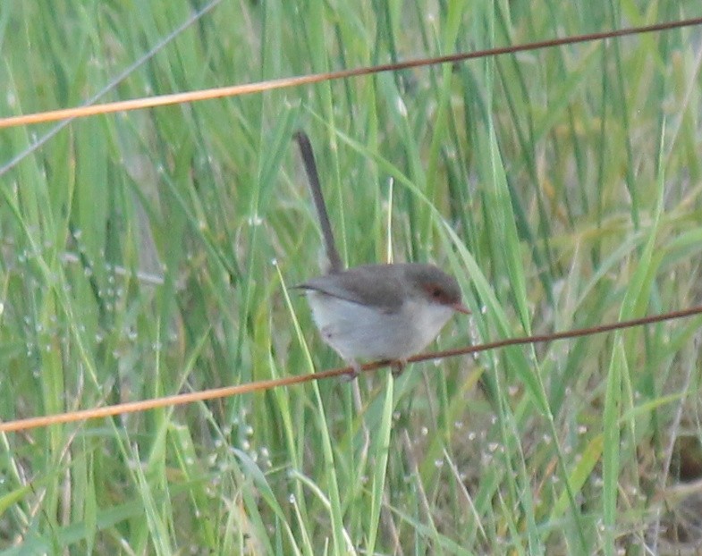 Superb Fairywren - ML646340105