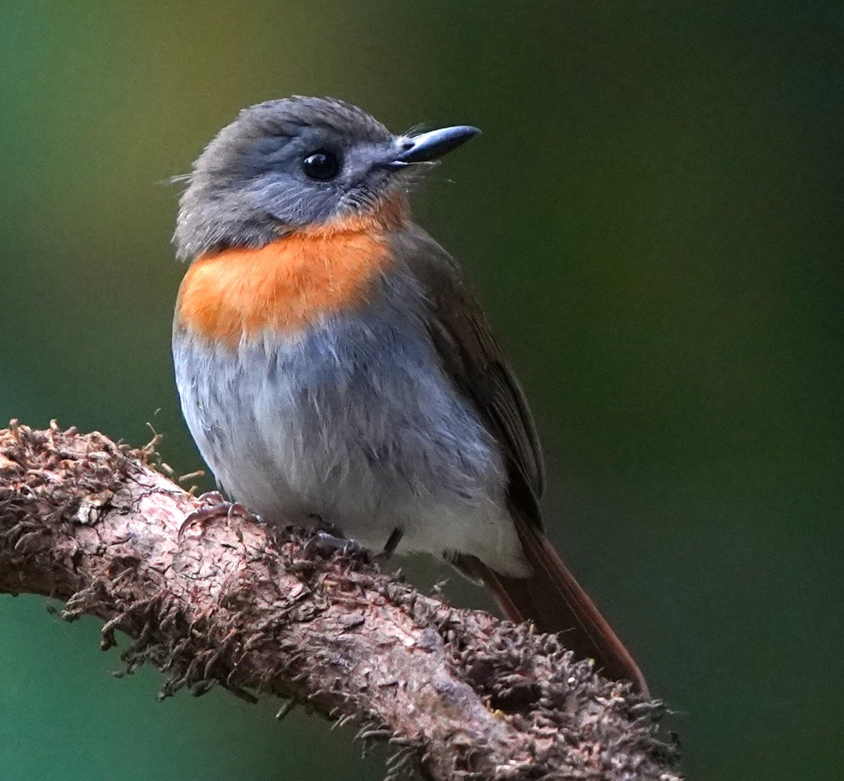 חטפית טאיגה - ML646340106