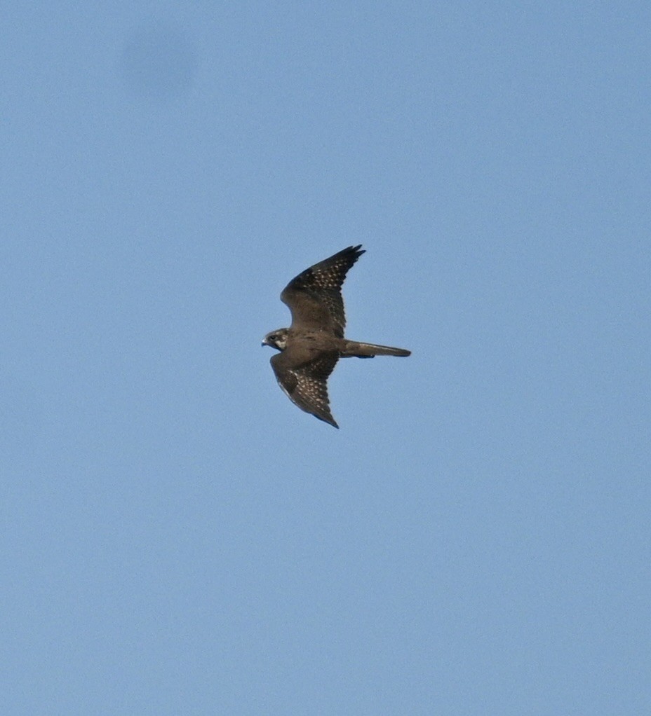 Brown Falcon - ML646340109