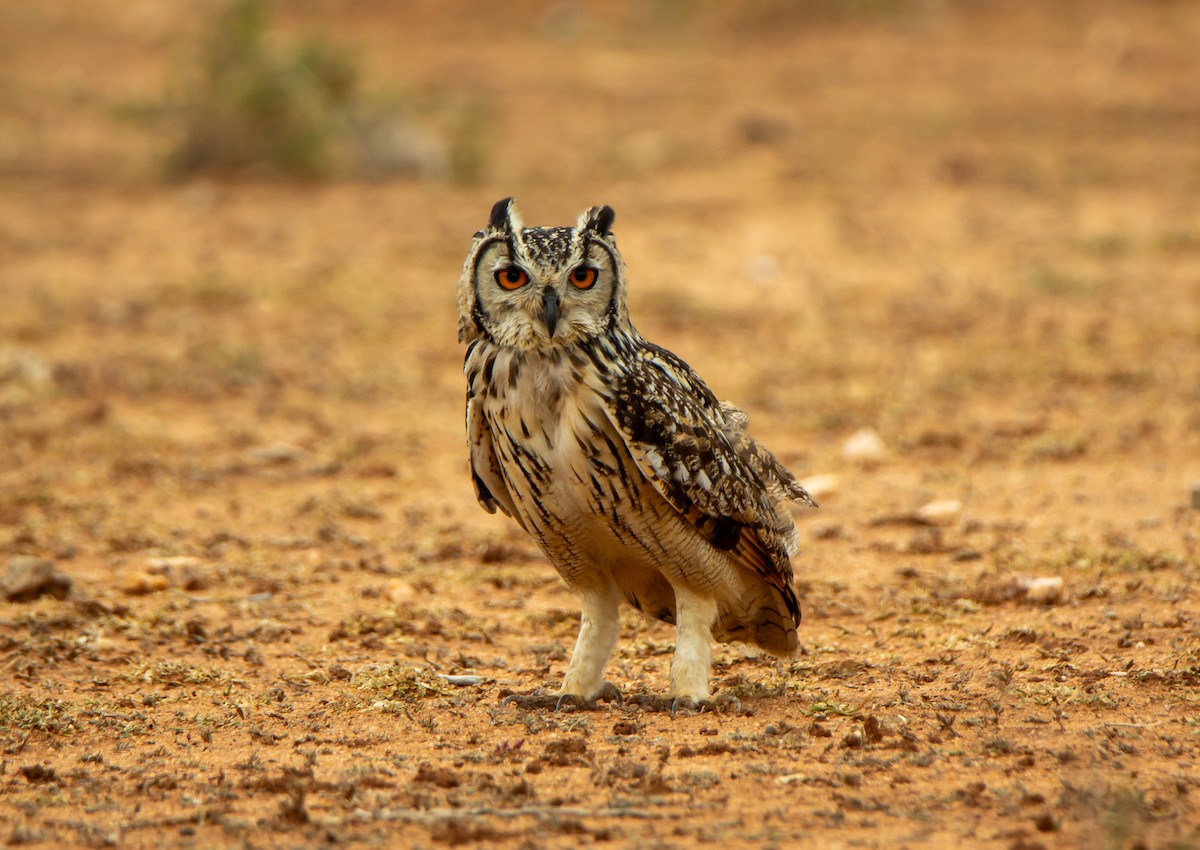 Rock Eagle-Owl - ML646340110