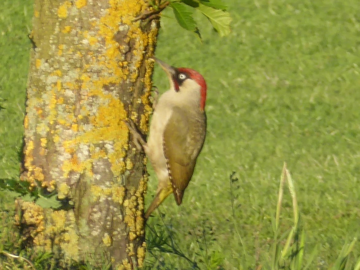 נקר ירוק - ML646340112