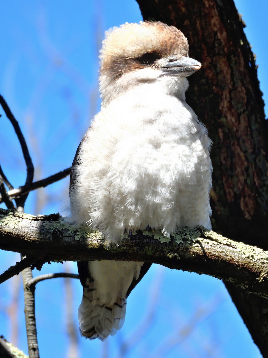 Kukabura - ML646340120