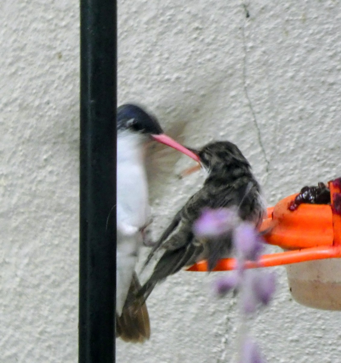 Violet-crowned Hummingbird - ML646340121