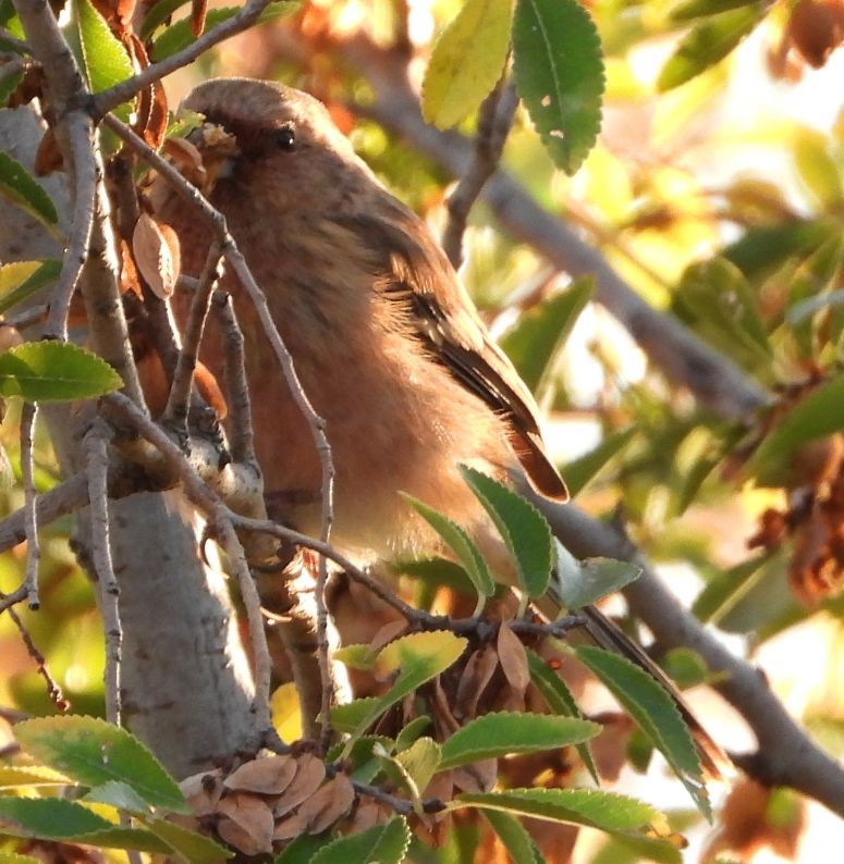 Uzun Kuyruklu Çütre - ML646340122