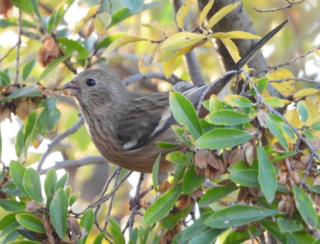 Uzun Kuyruklu Çütre - ML646340123