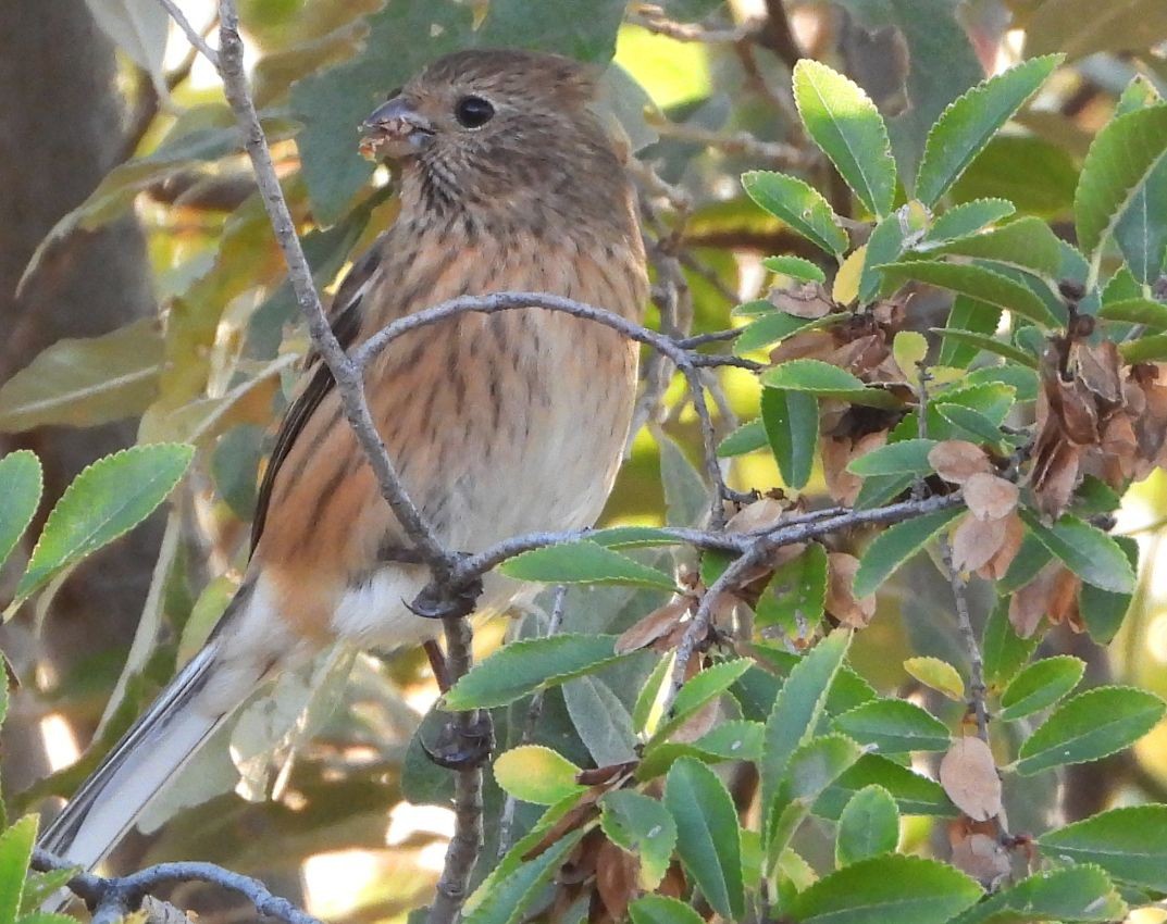 Uzun Kuyruklu Çütre - ML646340124