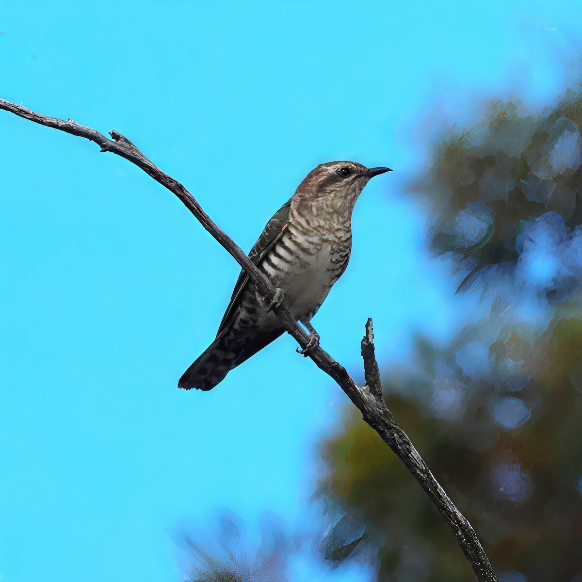 Horsfield Zümrüt Guguğu - ML646340126