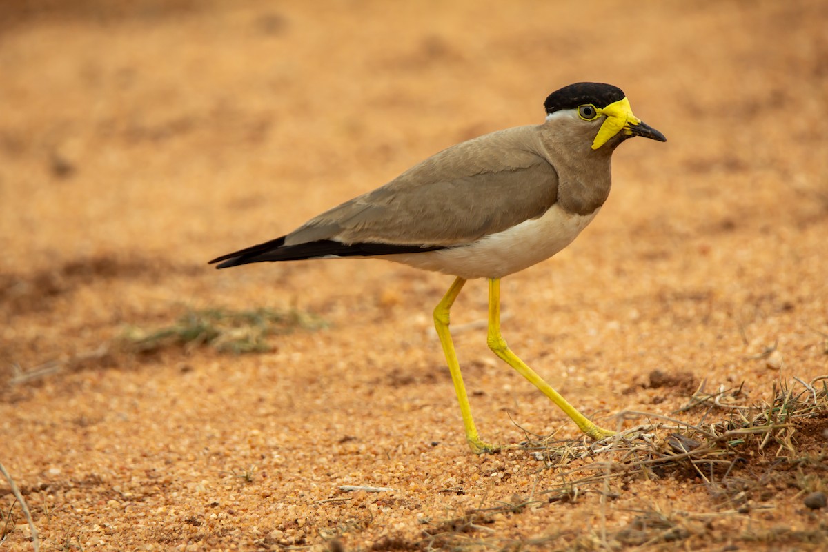 Sarı İbikli Kızkuşu - ML646340127