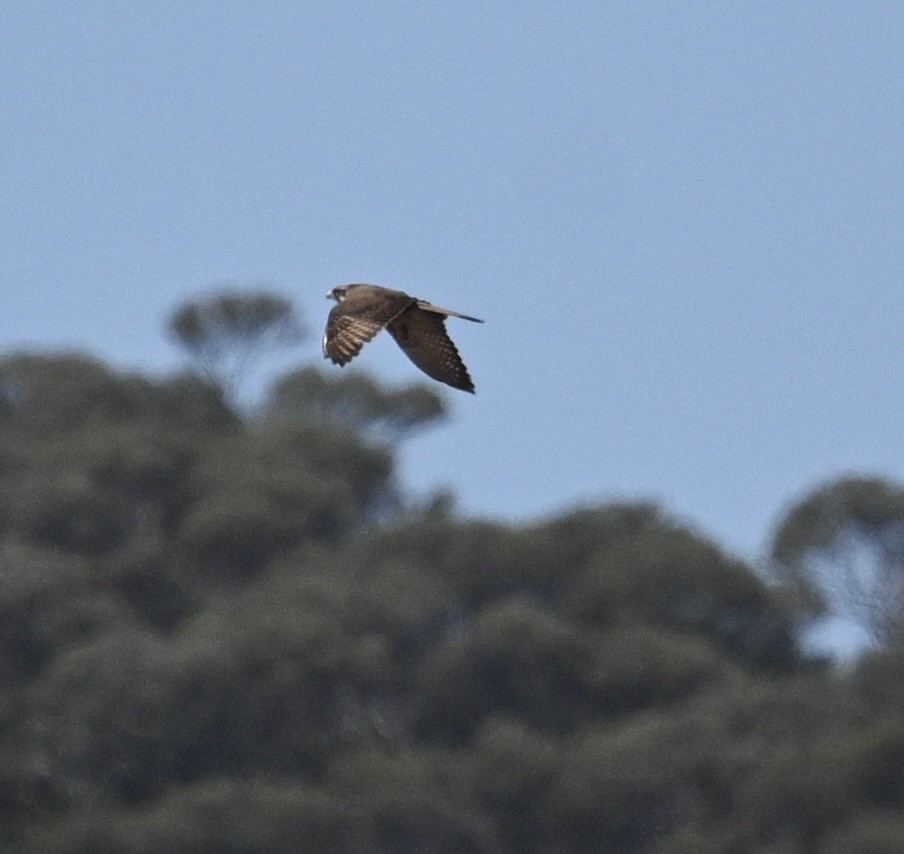 Uzun Bacaklı Doğan - ML646340129