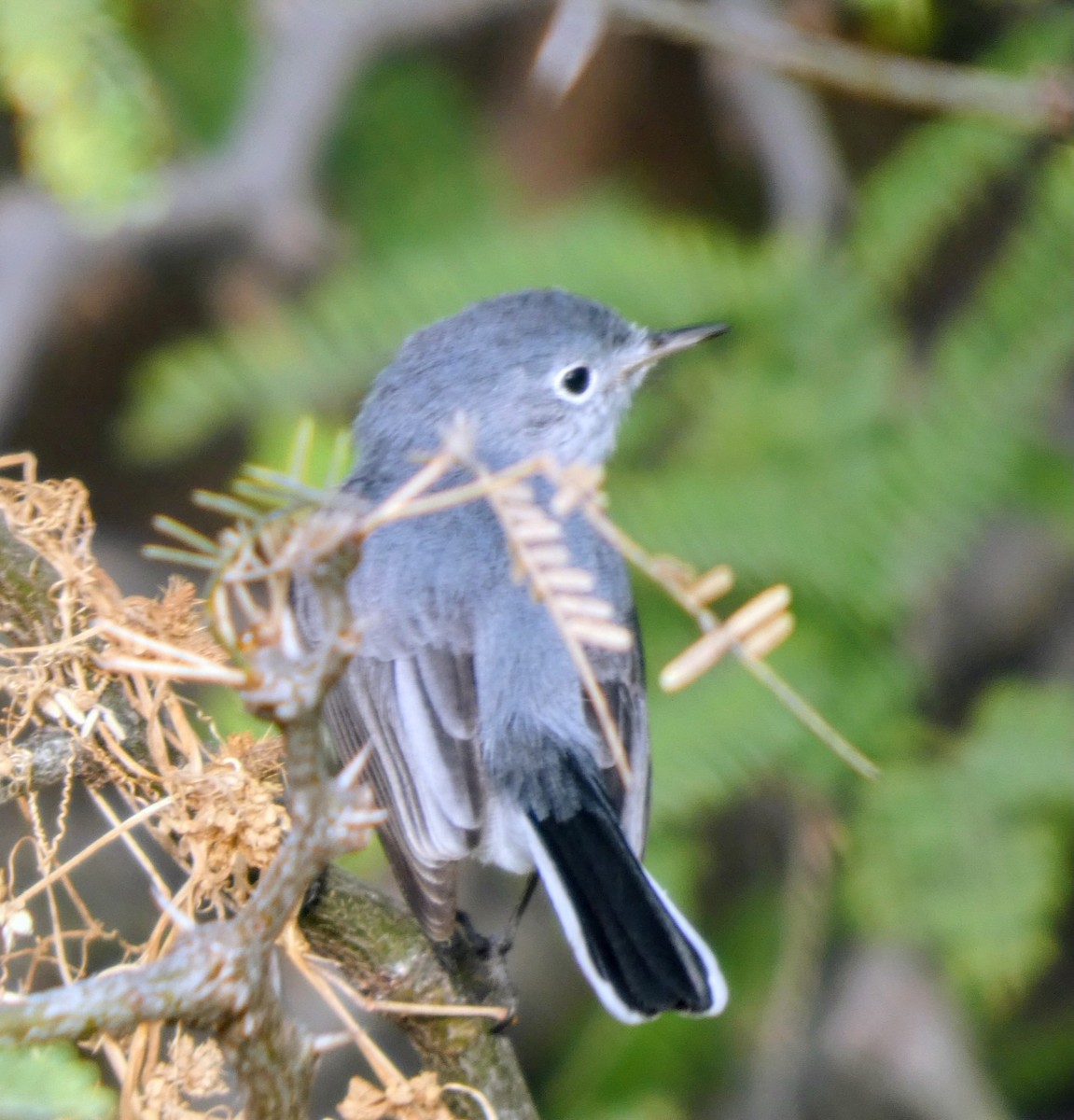 Gökrengi Bitkuşu - ML646340133