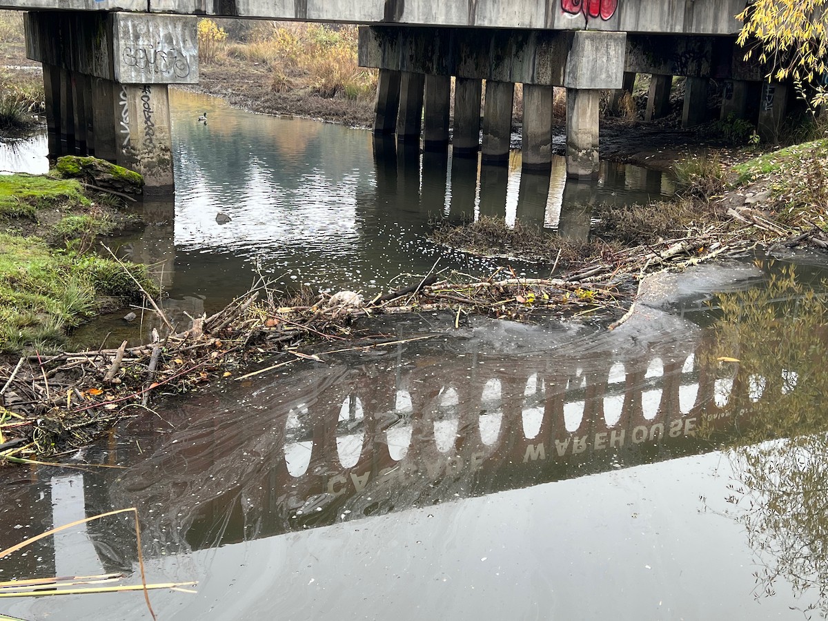 Beavers - ML646340134