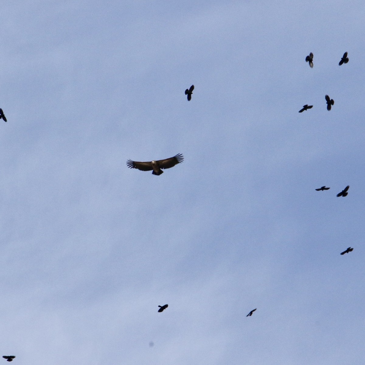 Himalaya Akbabası - ML646340143