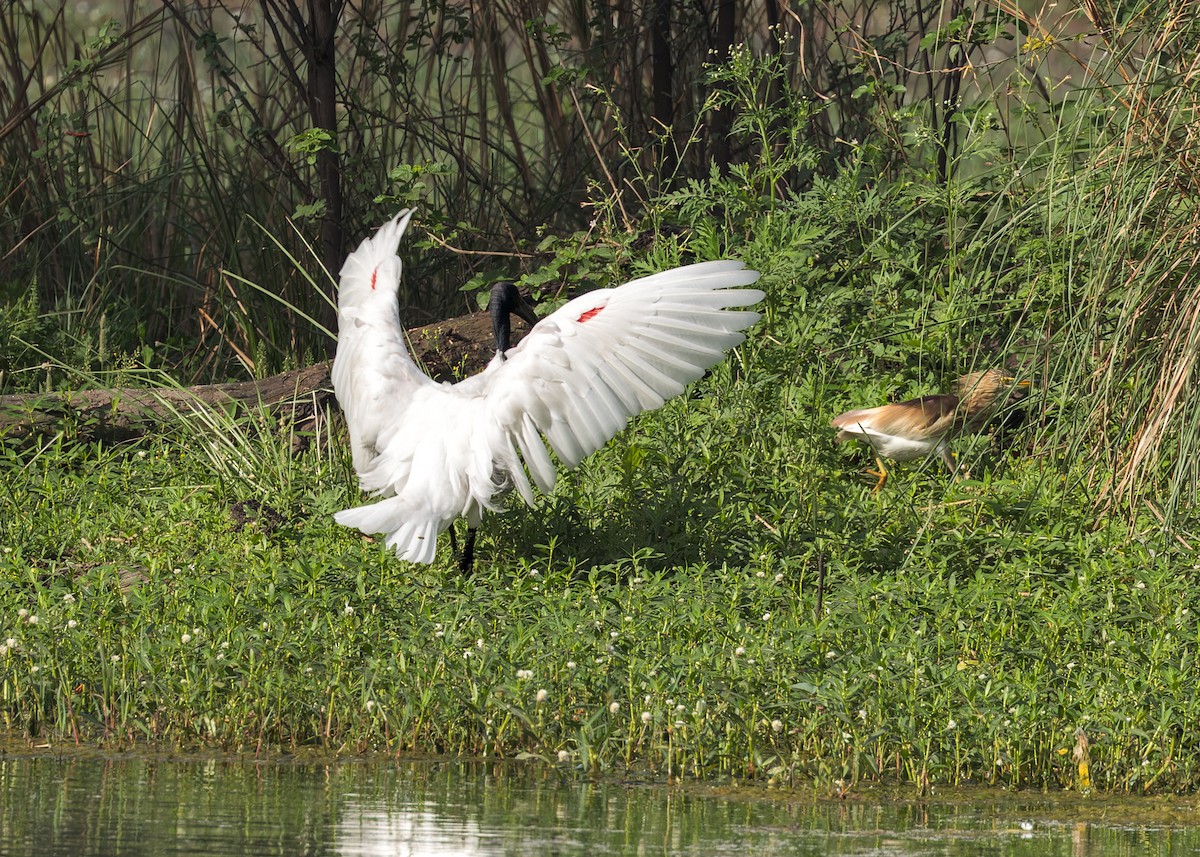 Oriyental Kutsal Aynağı - ML646340144
