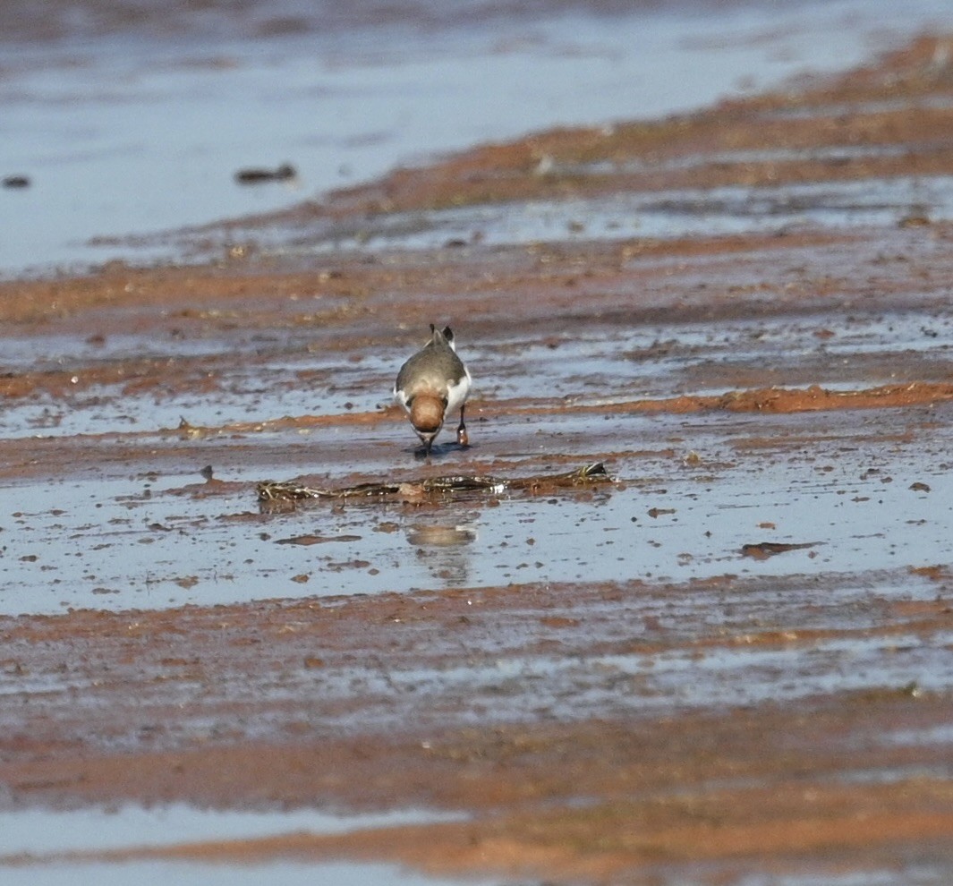 Kızıl Takkeli Cılıbıt - ML646340146