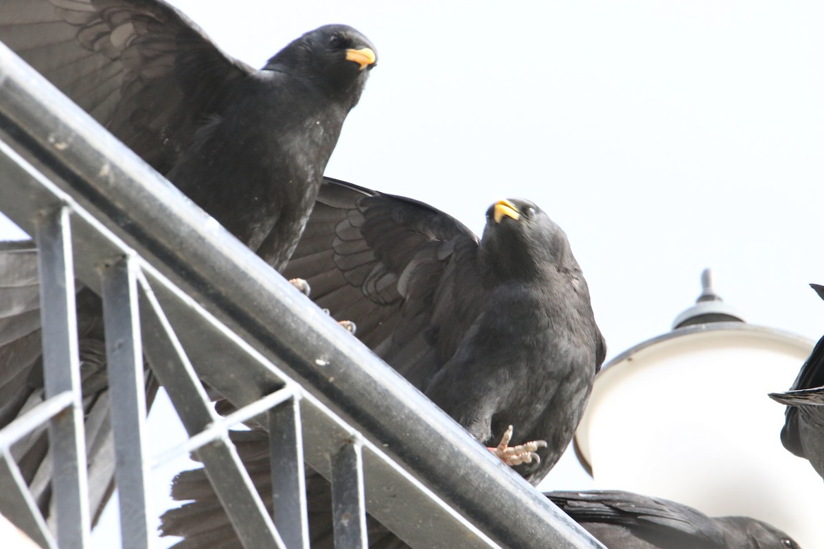 Sarı Gagalı Dağ Kargası - ML646340147