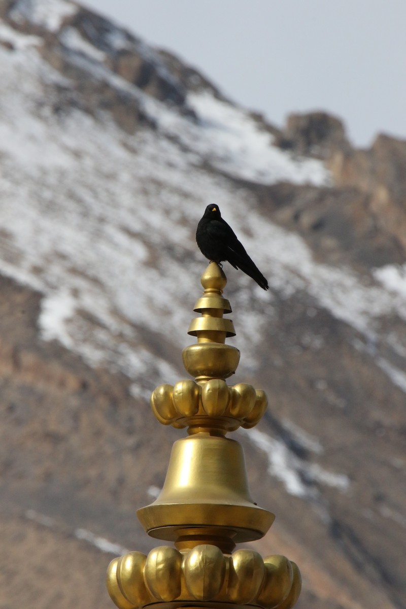 Sarı Gagalı Dağ Kargası - ML646340148