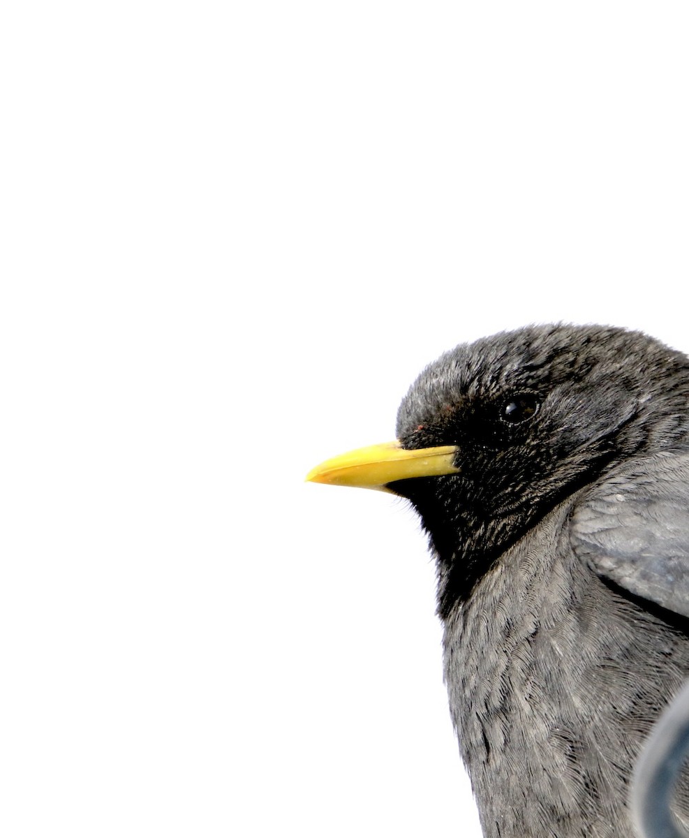 Sarı Gagalı Dağ Kargası - ML646340149