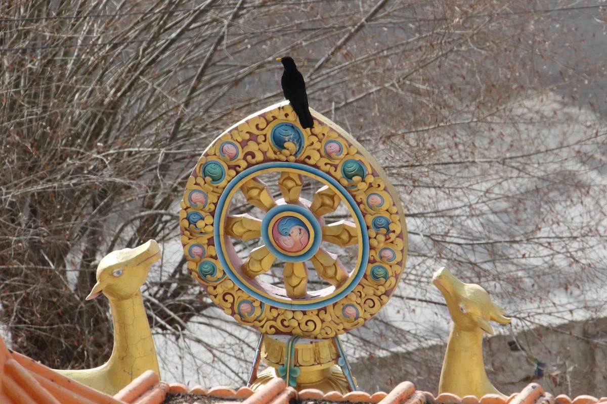 Sarı Gagalı Dağ Kargası - ML646340150