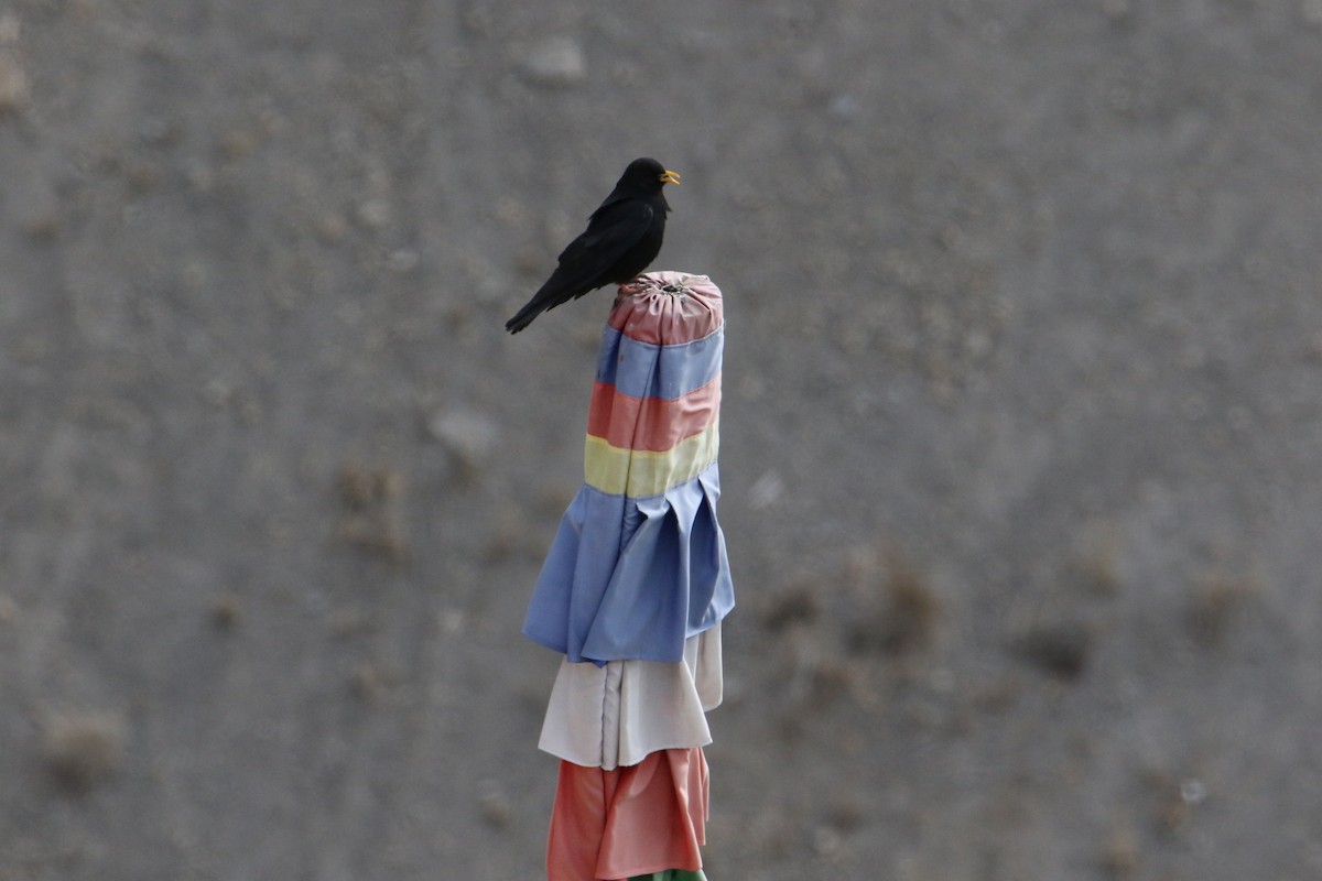 Sarı Gagalı Dağ Kargası - ML646340151