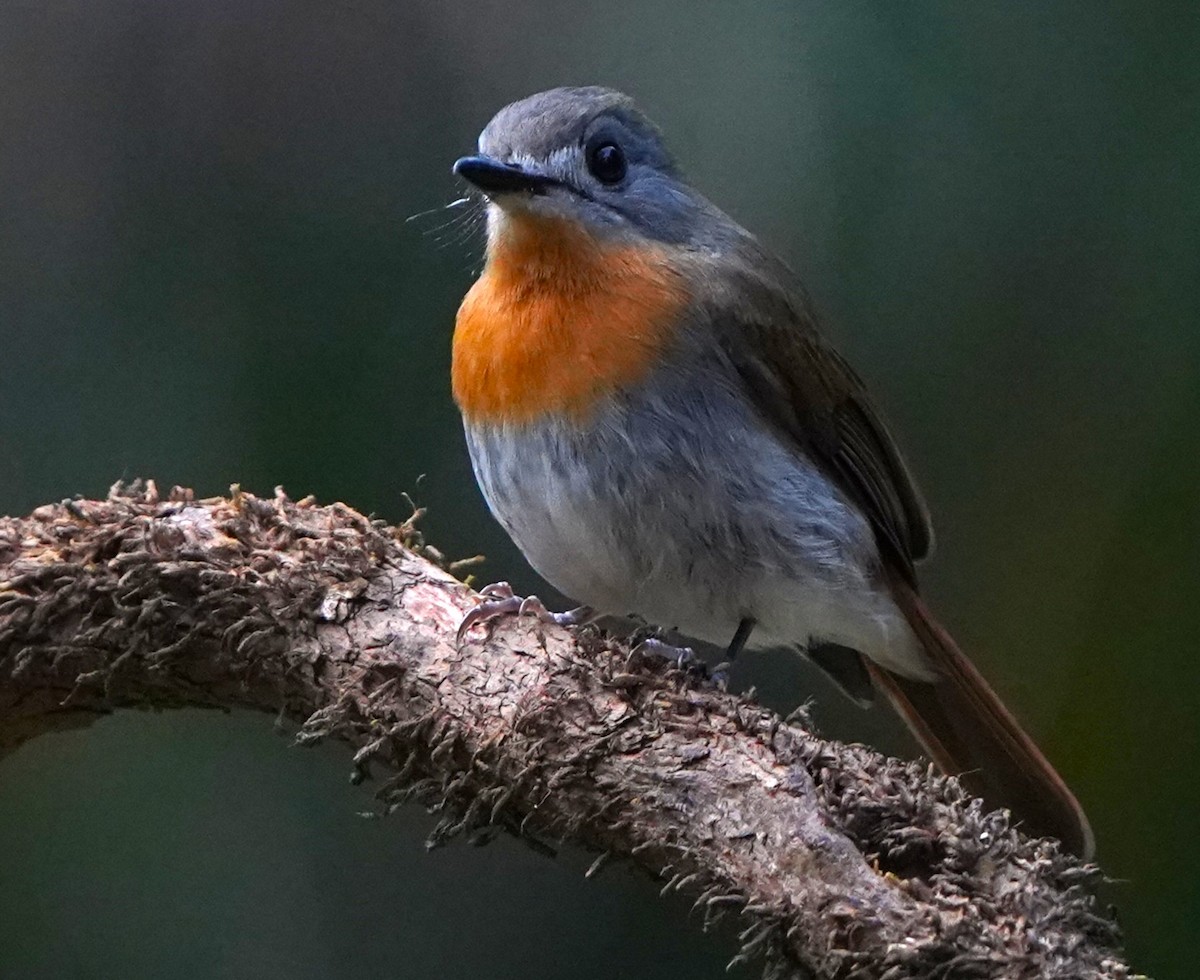 Malabar Mavi Sinekkapanı - ML646340152