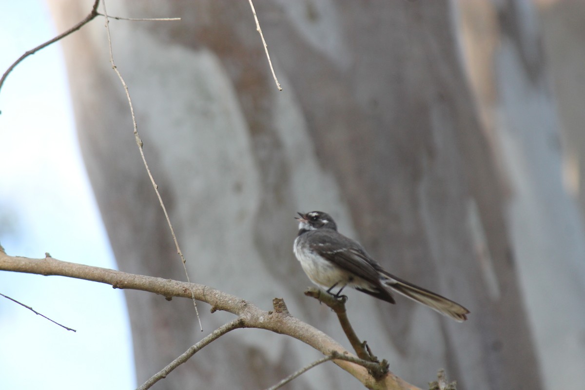 Gray Fantail - ML646340153