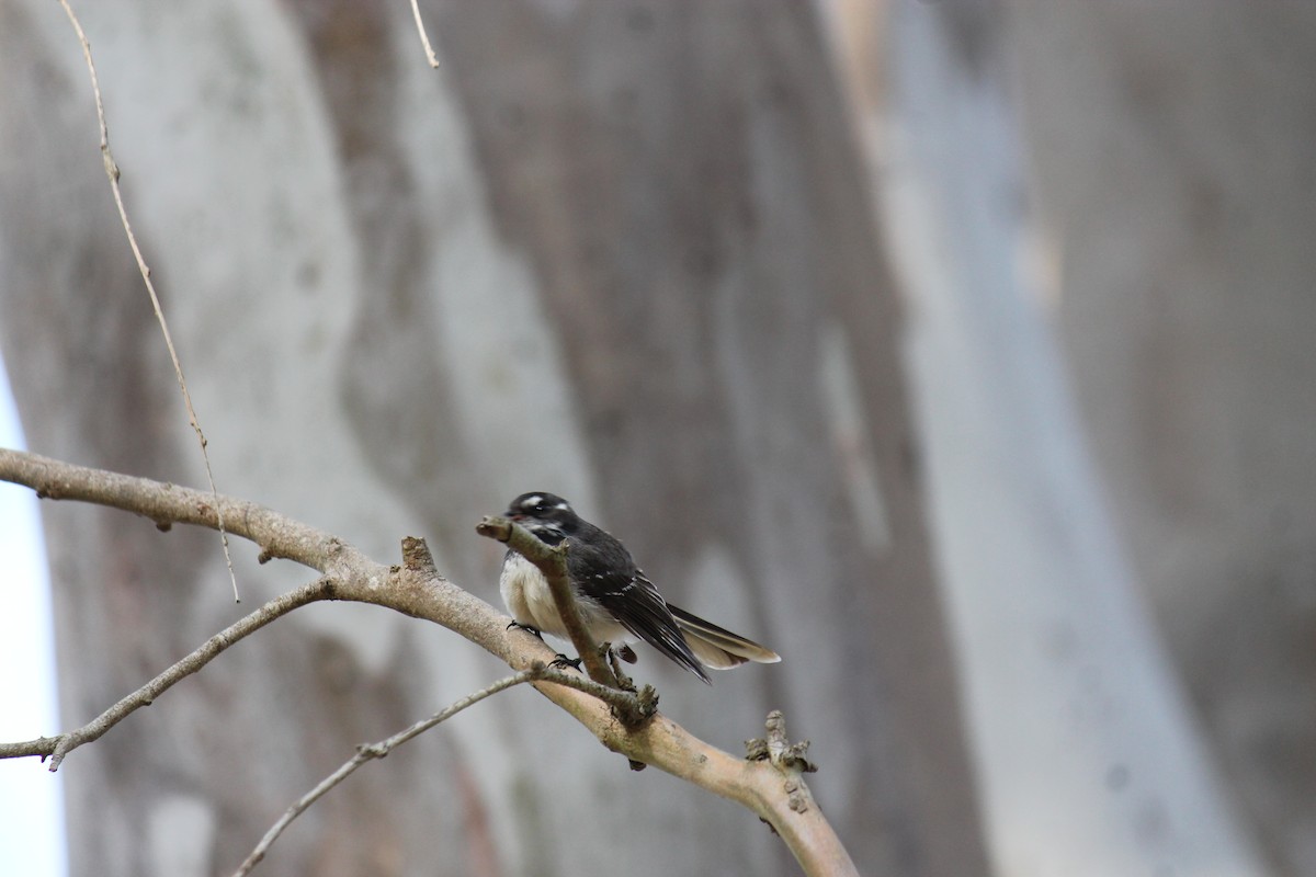 Gray Fantail - ML646340154