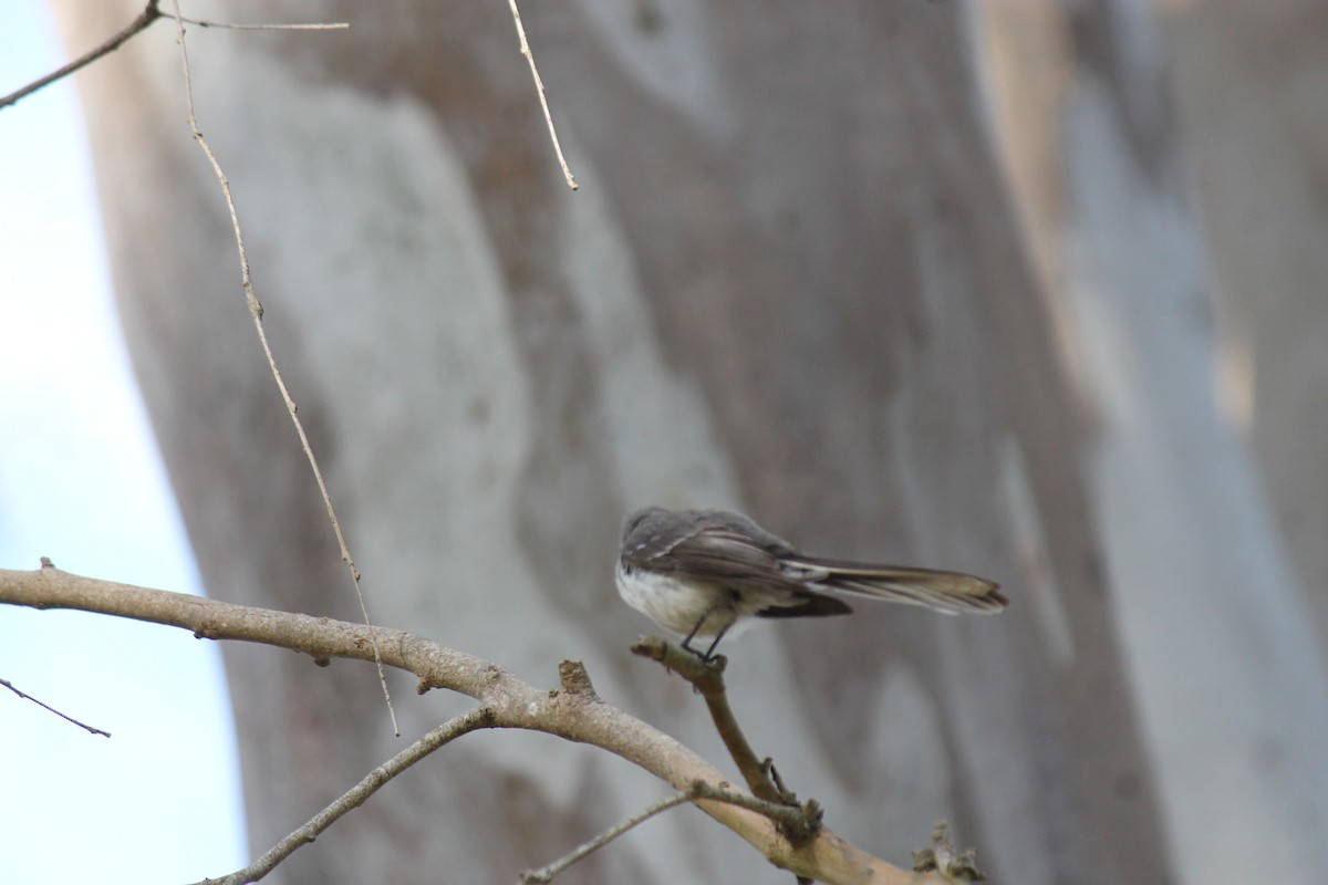 Gray Fantail - ML646340155