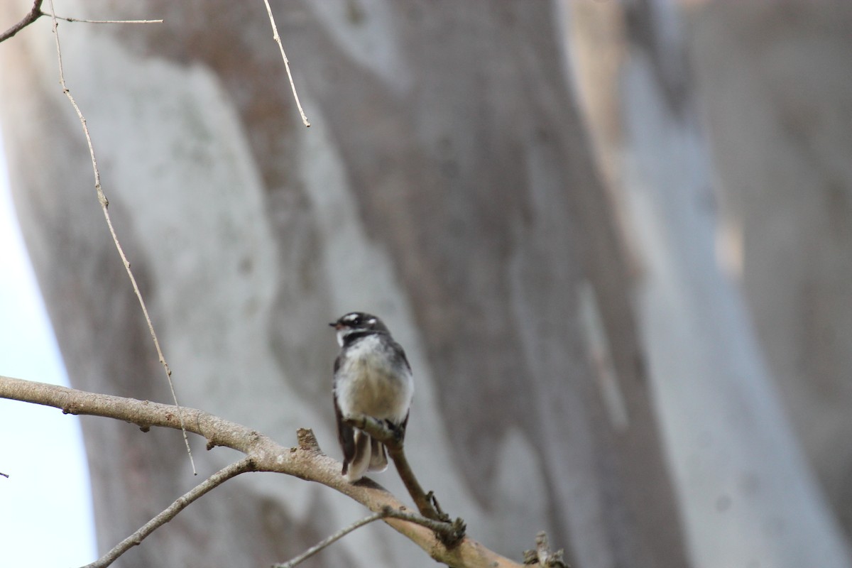 Gray Fantail - ML646340156