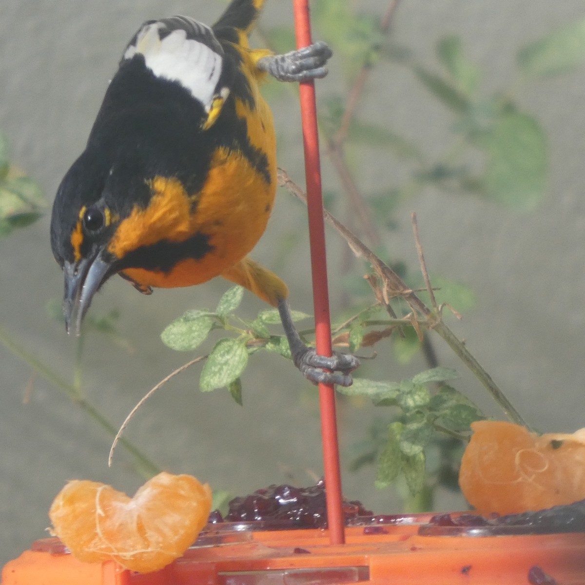Black-backed Oriole - ML646340157