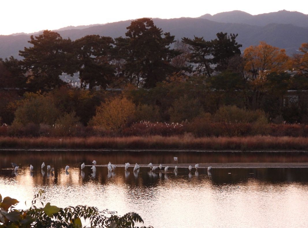 Great Egret - ML646340158