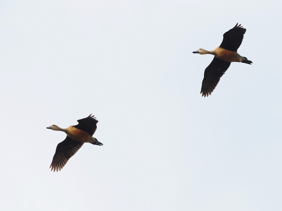 Lesser Whistling-Duck - ML646340159
