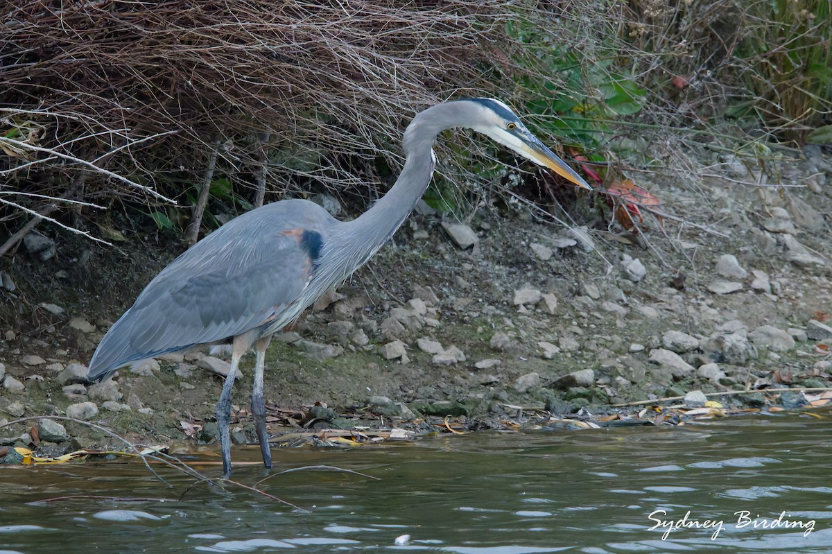 Great Blue Heron - ML646340172
