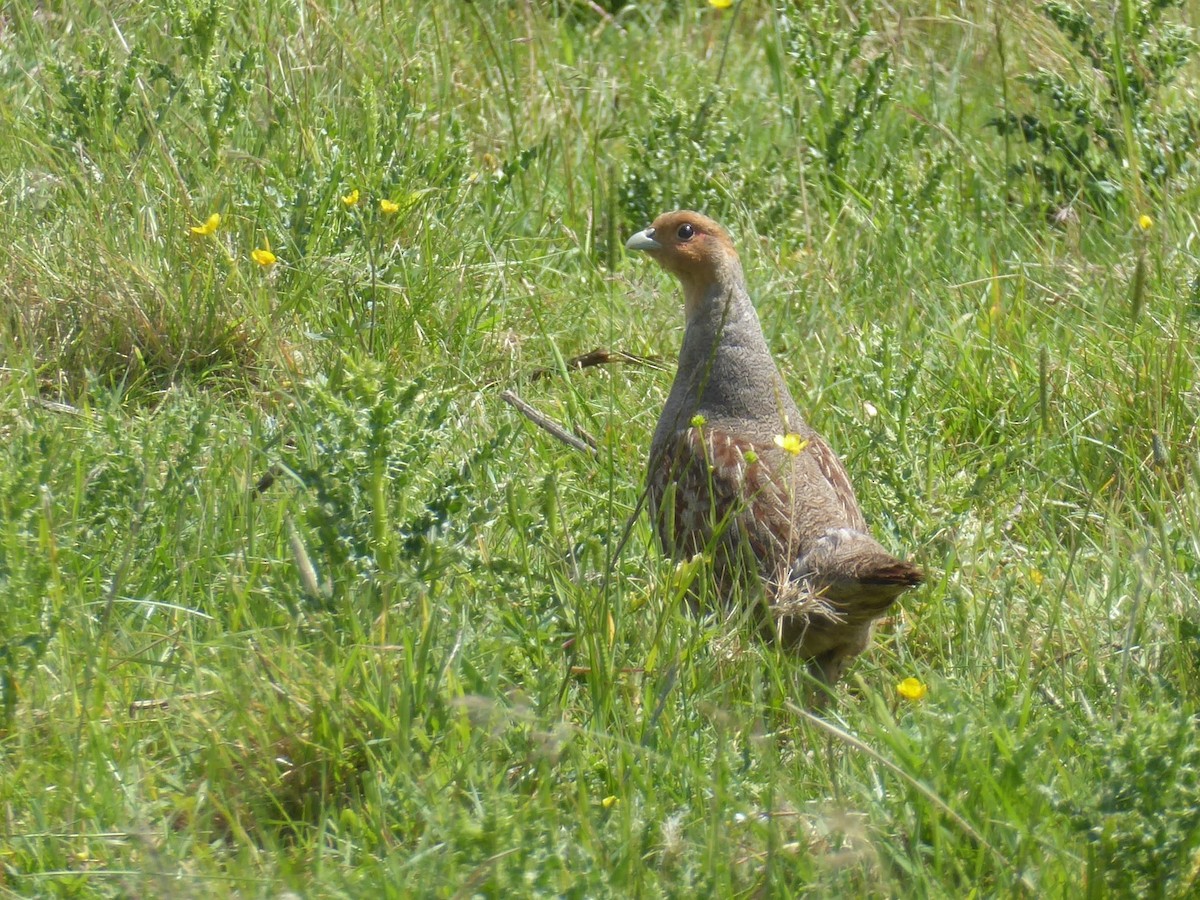 rapphøne - ML646340173