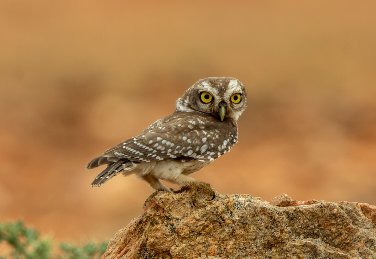 tempelugle - ML646340194