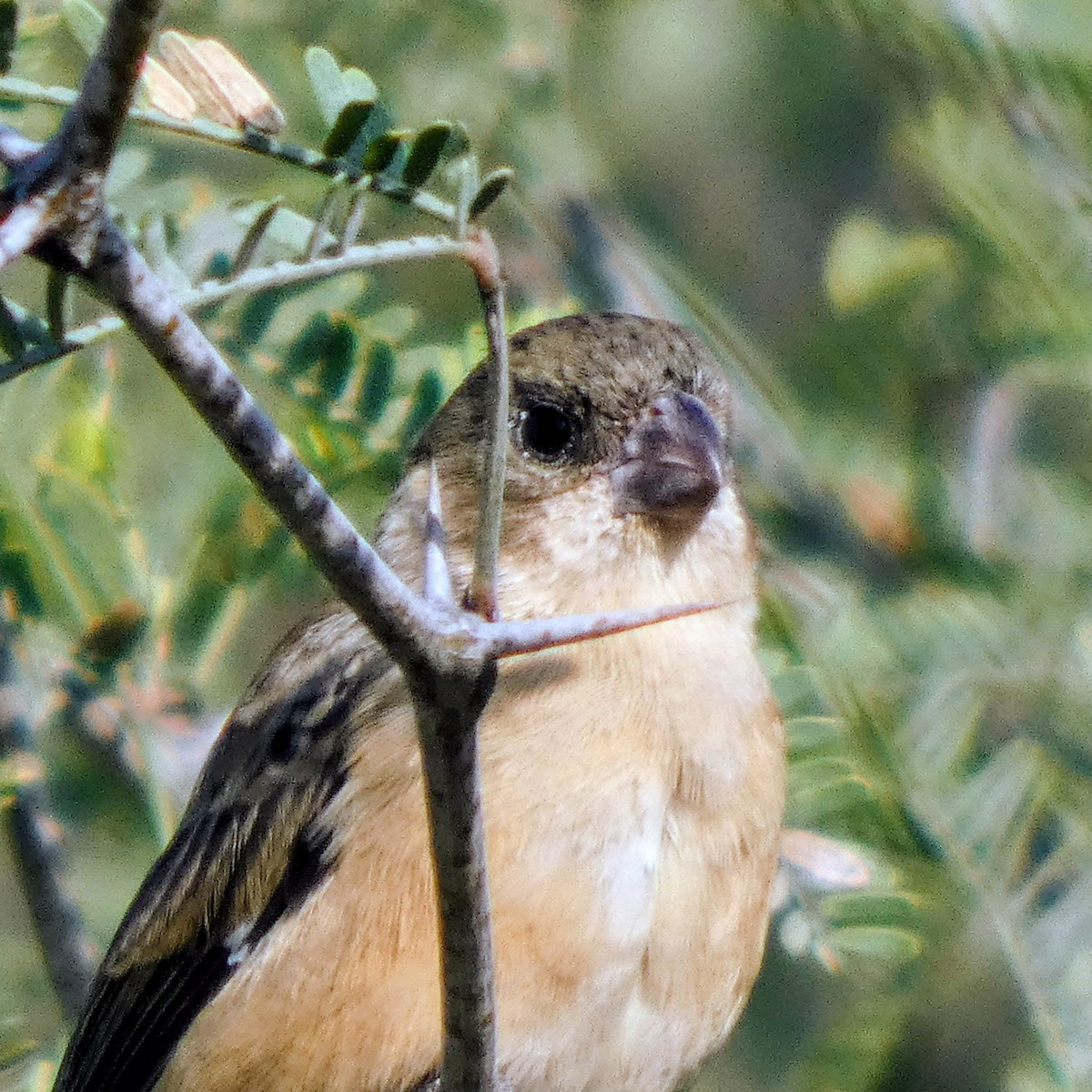 Cinnamon-rumped Seedeater - ML646340195