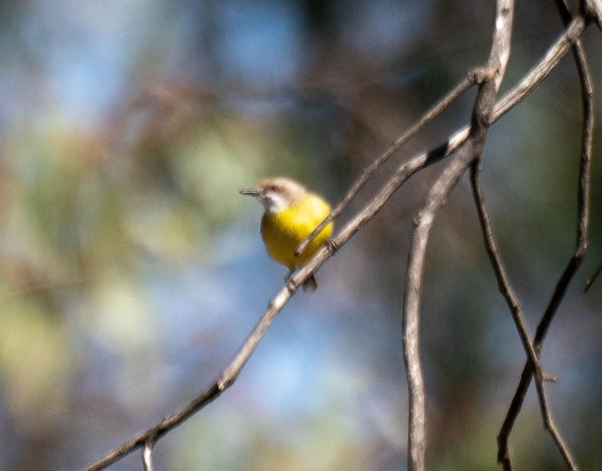 White-throated Gerygone - ML646340216