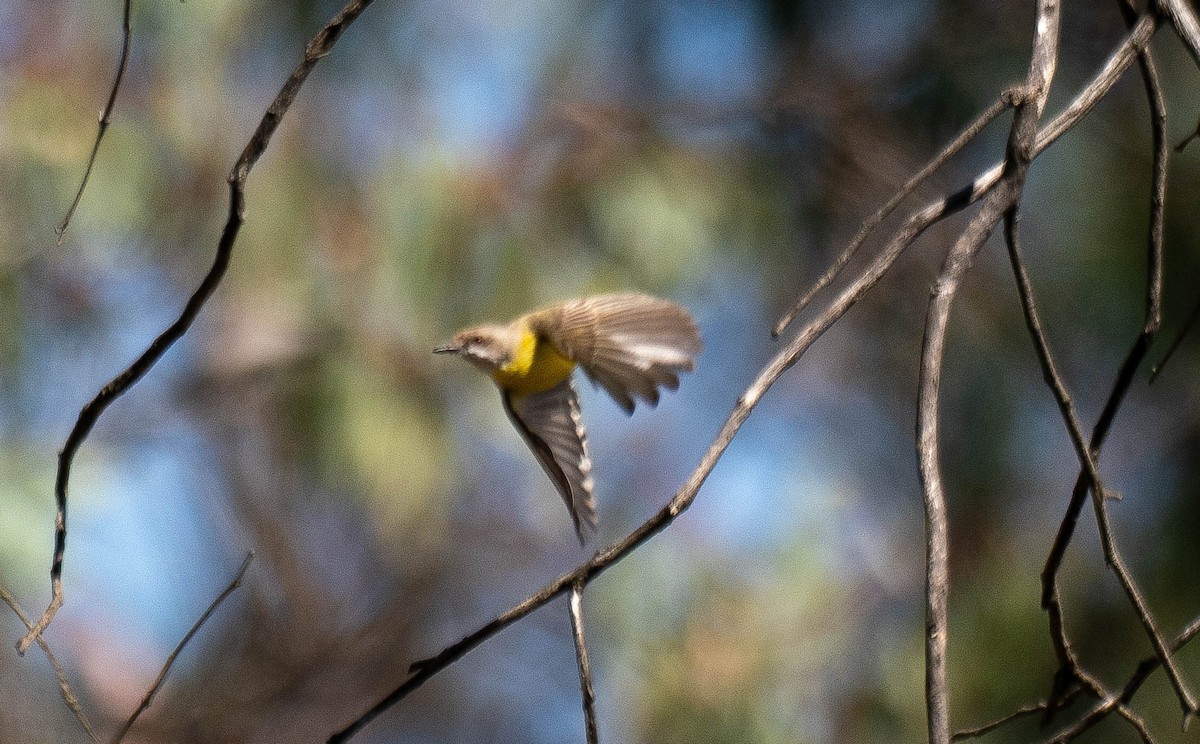 White-throated Gerygone - ML646340217