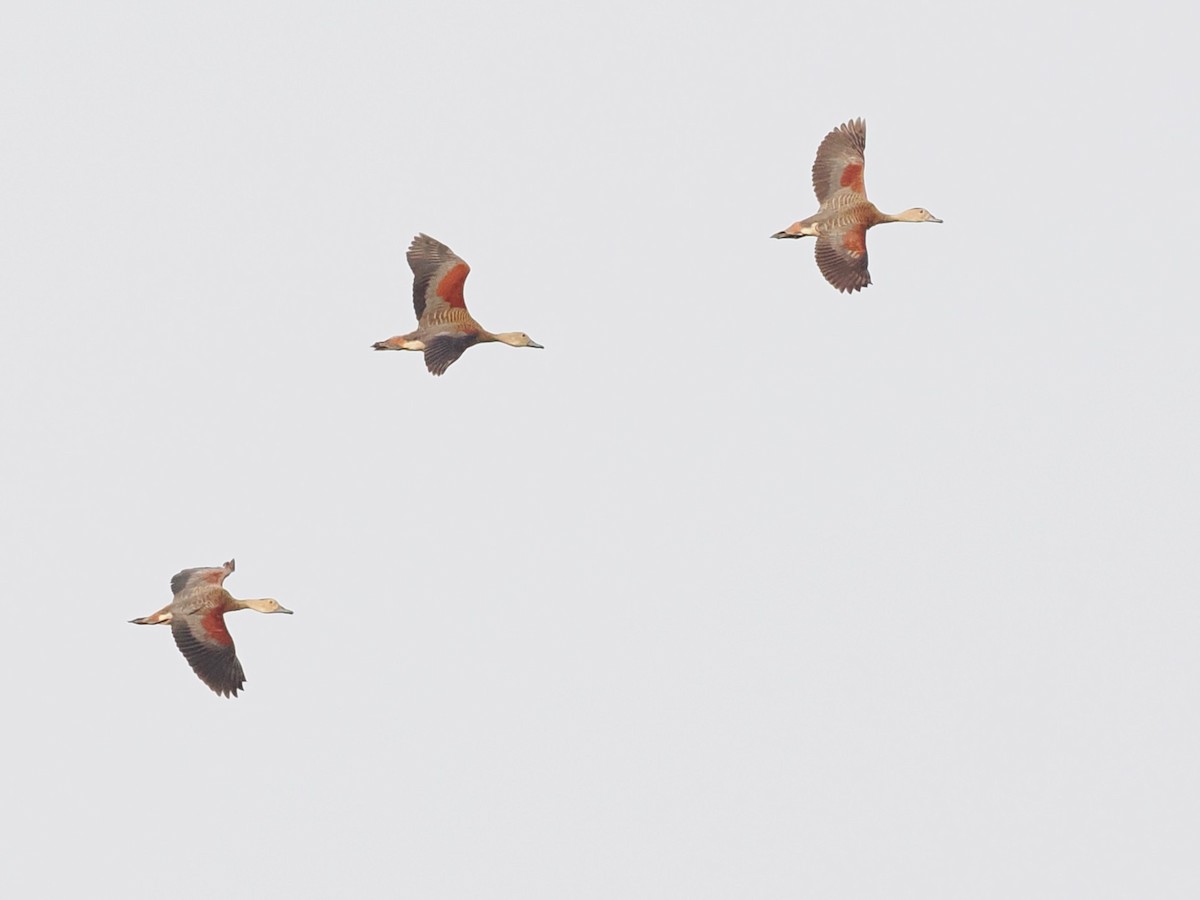 Lesser Whistling-Duck - ML646340219