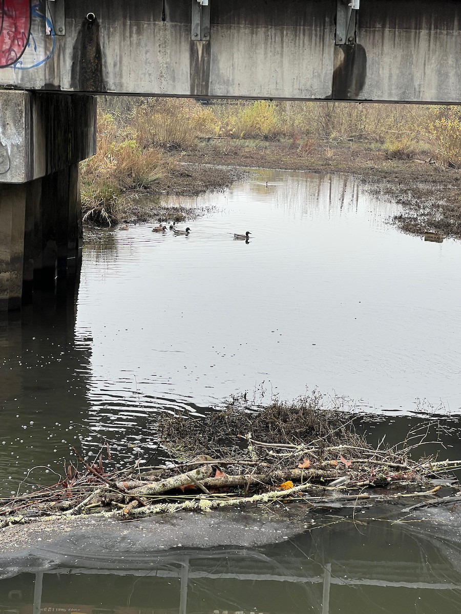 Mallard - ML646340220