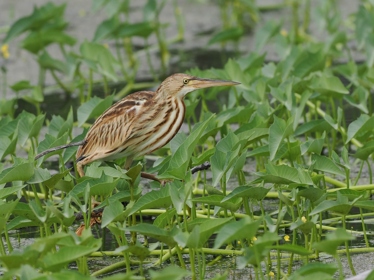 Yellow Bittern - ML646340221