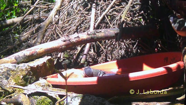 sýkora koňadra - ML646340226