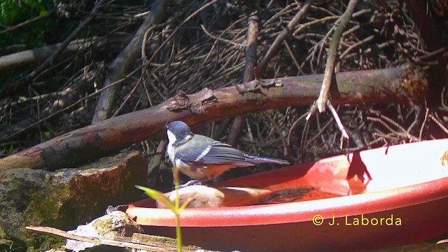 sýkora koňadra - ML646340227