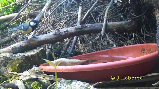 sýkora koňadra - ML646340228